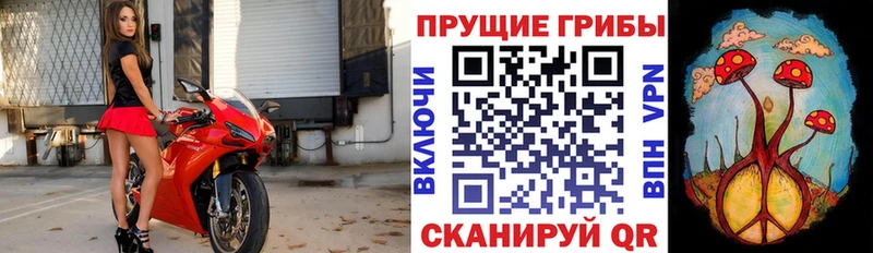 Галлюциногенные грибы Psilocybine cubensis  Купить где  Подольск 